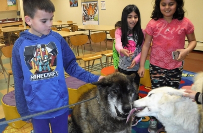 Linden Library Wolf Petting 2018