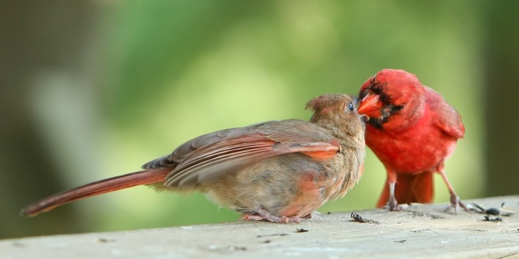 (above) The male cardinals feeds and teaches the first brood of young while his mate sits on the second clutch, which they also raise together.