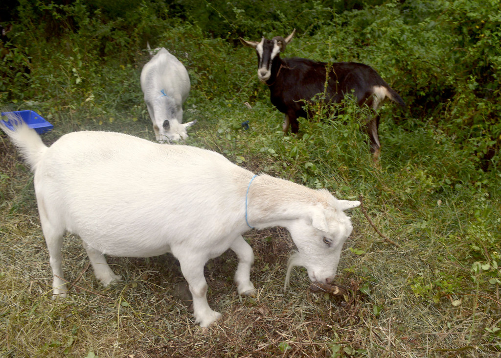 Goats from Green Goats farm in Rhinebeck, N.Y., lunch on poison ivy and other invasive plants after arriving earlier in the day at the Nature Center in Fanwood, NJ, Monday, Aug. 10, 2015. The goats are being used to rid the center of several invasive plants. (Photo by Brian Horton)