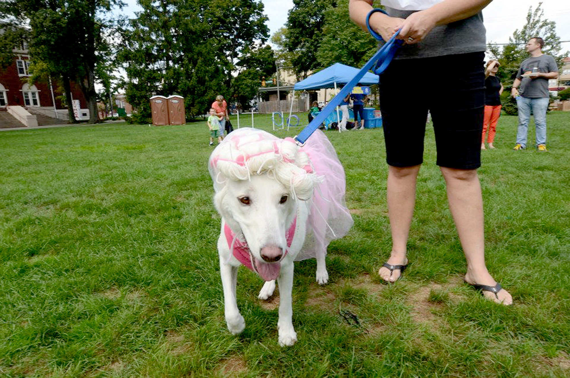 Dog Contests Renna Media