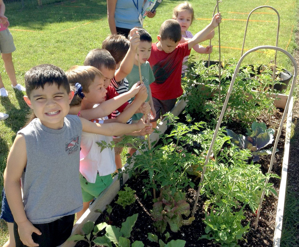 (above) Kindergartners help stake tomatoes in the new garden at Mt. Horeb Schoo