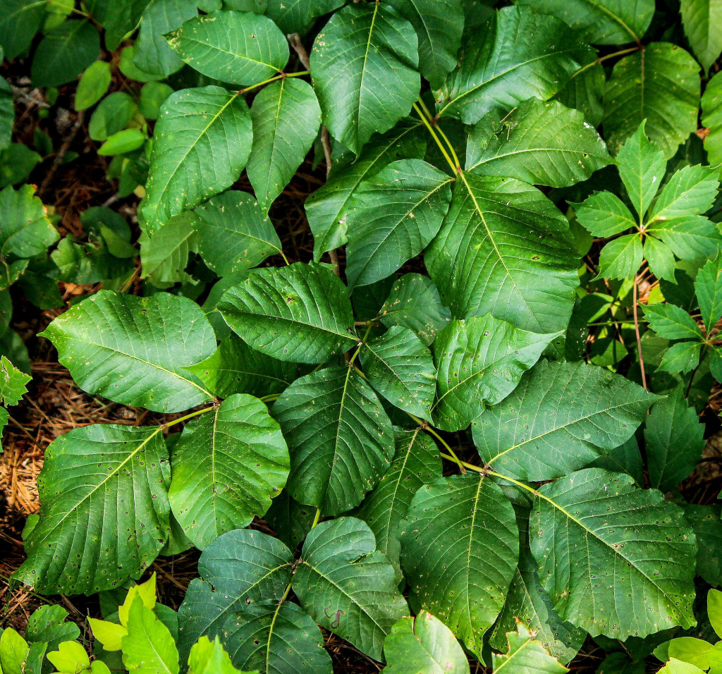 (above) In September, poison ivy is the first plant to change color. The bright orange, red and yellow leaves make this 'toxic' native plant easy to spot. Please research safe removal before tackling this problem vine.