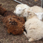 LongHillChristmas2016-3