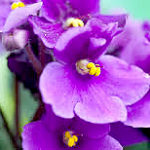 African violets