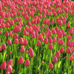 Pink_tulips_plants