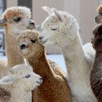 Alpacas