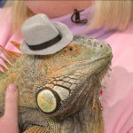 unique creatures lizard in hat Watchung Lib