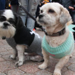 CranfordStreetFairMay2017-21