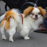 CranfordStreetFairMay2017-30