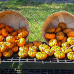 BerkeleyHeightsHarvestFestival2017-2