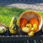 BerkeleyHeightsHarvestFestival2017-3