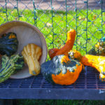 BerkeleyHeightsHarvestFestival2017-4