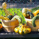 BerkeleyHeightsHarvestFestival2017-5