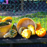 BerkeleyHeightsHarvestFestival2017-6