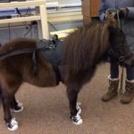 Michelangelo Miniature Horse 0988