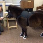 Michelangelo Miniature Horse 0998