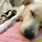 Rescue dog Tori