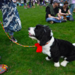 SummitPetShow2018-10