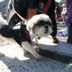 CranfordHalloweenParade2007-17