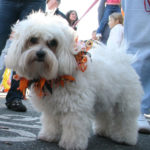 CranfordHalloweenParade2007-34