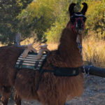 GrandCanyon2019-200