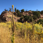 GrandCanyon2019-210