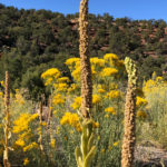 GrandCanyon2019-212