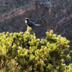 GrandCanyon2019-298