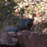 GrandCanyon2019-323