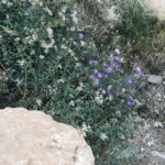 GrandCanyon2019-328