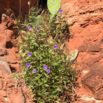 GrandCanyon2019-361