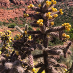GrandCanyon2019-363
