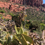 GrandCanyon2019-364