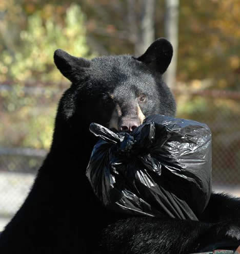 Renna Media  Black Bears in New Jersey Bear Safety Tips