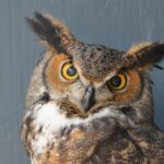 Great Horned Owl Uggla