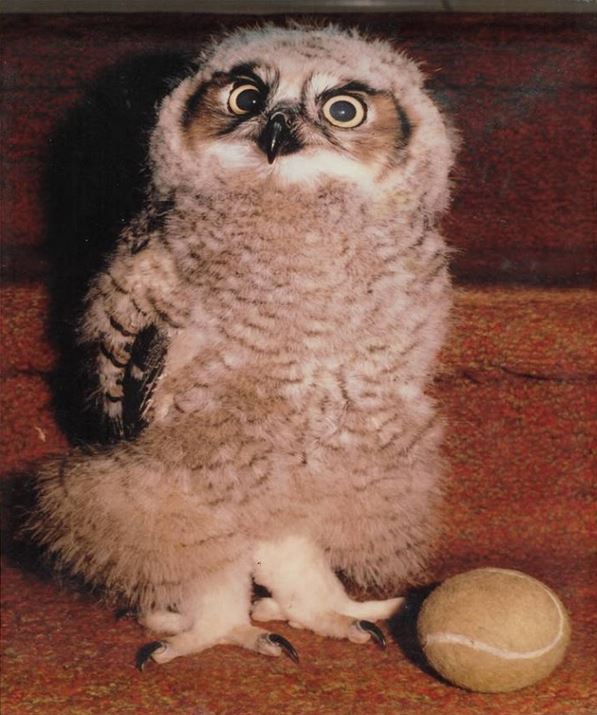 Great Horned Owl Uggla baby