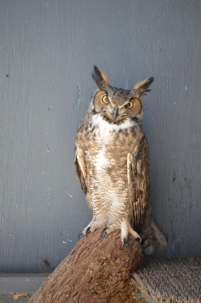 Great Horned Owl Uggla 2