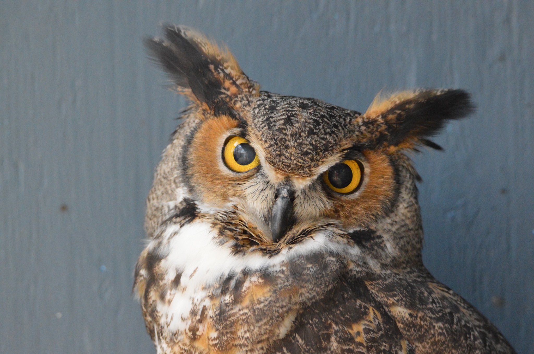 Great Horned Owl Uggla