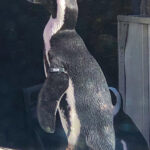 RockyMountains2021-44