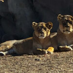 RockyMountains2021-45