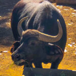 RockyMountains2021-46