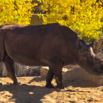 RockyMountains2021-47