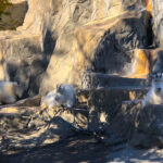 RockyMountains2021-48