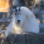 RockyMountains2021-49