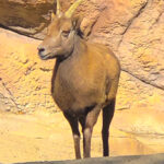 RockyMountains2021-50