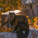 RockyMountains2021-51