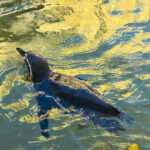 RockyMountains2021-52