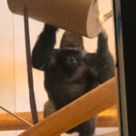 RockyMountains2021-54