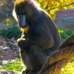 RockyMountains2021-56