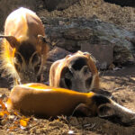 RockyMountains2021-57